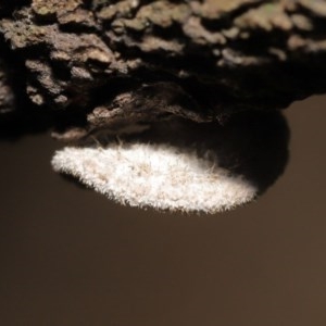 Schizophyllum commune at Acton, ACT - 20 Nov 2020