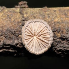 Schizophyllum commune at Acton, ACT - 20 Nov 2020