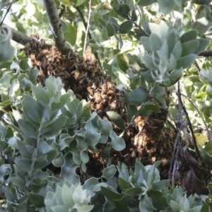 Apis mellifera at Higgins, ACT - 20 Nov 2020