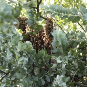 Apis mellifera at Higgins, ACT - 20 Nov 2020