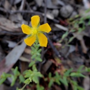 Hypericum gramineum at Yass River, NSW - 19 Nov 2020