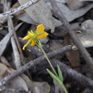 Hypericum gramineum at Yass River, NSW - 19 Nov 2020