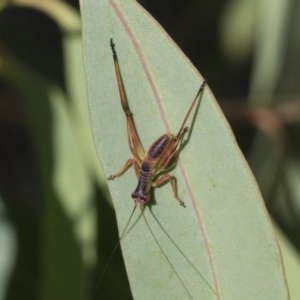 Torbia viridissima at Scullin, ACT - 20 Nov 2020