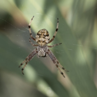 Backobourkia sp. (genus) (An orb weaver) at Scullin, ACT - 20 Nov 2020 by AlisonMilton