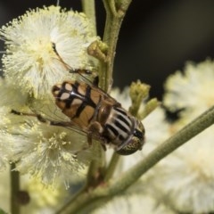 Eristalinus punctulatus (Golden Native Drone Fly) at Hawker, ACT - 20 Nov 2020 by AlisonMilton