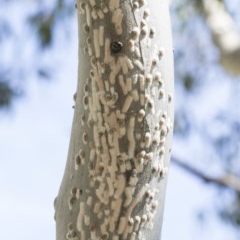 Eriococcidae sp. on Eucalyptus blakelyi at Hawker, ACT - 20 Nov 2020