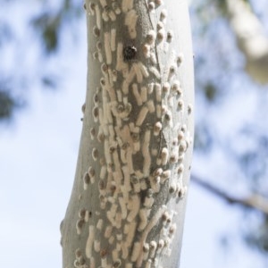 Eriococcidae sp. on Eucalyptus blakelyi at Hawker, ACT - 20 Nov 2020 10:00 PM