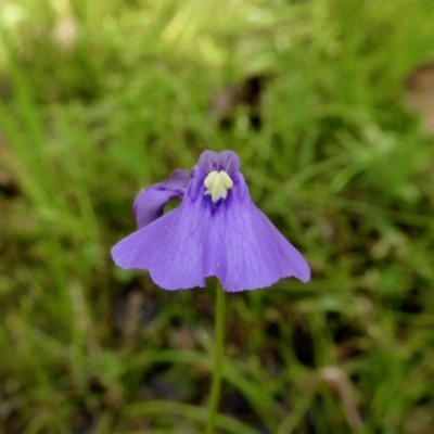 Utricularia dichotoma (Fairy Aprons, Purple Bladderwort) at Yass River, NSW - 20 Nov 2020 by SenexRugosus