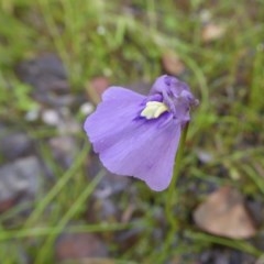 Utricularia dichotoma at Yass River, NSW - 21 Nov 2020 05:12 AM