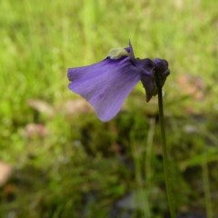 Utricularia dichotoma at Yass River, NSW - 21 Nov 2020 05:12 AM