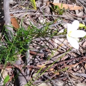 Cheiranthera linearis at Gundaroo, NSW - 20 Nov 2020