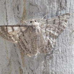 Crypsiphona ocultaria (Red-lined Looper Moth) at Hawker, ACT - 20 Nov 2020 by AlisonMilton