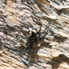 Euryopis splendens (Splendid tick spider) at Hawker, ACT - 21 Nov 2020 by AlisonMilton