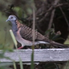 Geopelia humeralis (Bar-shouldered Dove) at Guerilla Bay, NSW - 20 Nov 2020 by LisaH