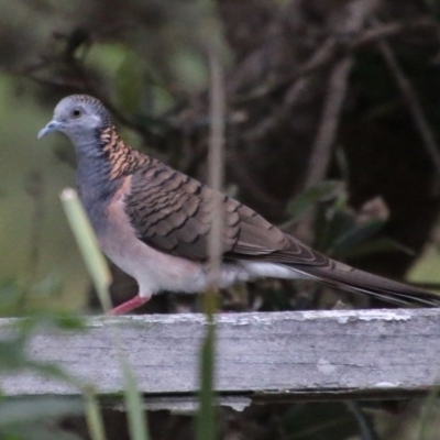 Geopelia humeralis (Bar-shouldered Dove) at Guerilla Bay, NSW - 21 Nov 2020 by LisaH