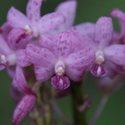 Dipodium roseum (Rosy Hyacinth Orchid) at Guerilla Bay, NSW - 21 Nov 2020 by LisaH