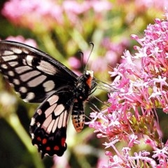 Papilio anactus (Dainty Swallowtail) at Crooked Corner, NSW - 21 Nov 2020 by Milly