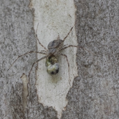 Tamopsis sp. (genus) (Two-tailed spider) at Hawker, ACT - 20 Nov 2020 by AlisonMilton