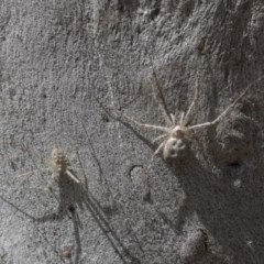 Tamopsis sp. (genus) (Two-tailed spider) at Hawker, ACT - 20 Nov 2020 by AlisonMilton