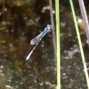 Austrolestes leda at O'Malley, ACT - 21 Nov 2020