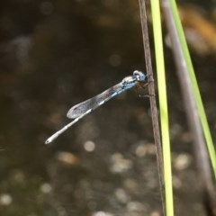 Austrolestes leda at O'Malley, ACT - 21 Nov 2020