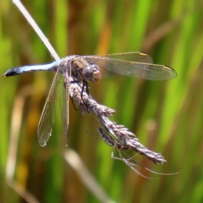 Orthetrum caledonicum (Blue Skimmer) at O'Malley, ACT - 20 Nov 2020 by RodDeb