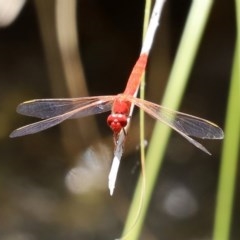 Diplacodes haematodes at O'Malley, ACT - 20 Nov 2020 03:57 PM