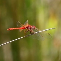 Diplacodes haematodes at O'Malley, ACT - 20 Nov 2020 03:57 PM