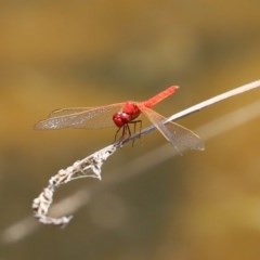 Diplacodes haematodes at O'Malley, ACT - 20 Nov 2020 03:57 PM