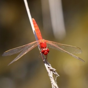 Diplacodes haematodes at O'Malley, ACT - 20 Nov 2020 03:57 PM