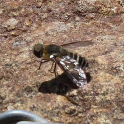 Villa sp. (genus) (Unidentified Villa bee fly) at O'Malley, ACT - 20 Nov 2020 by RodDeb