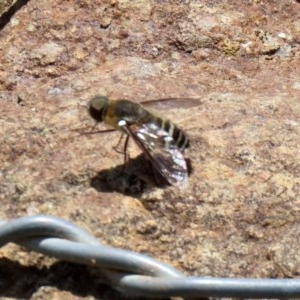 Villa sp. (genus) at O'Malley, ACT - 21 Nov 2020