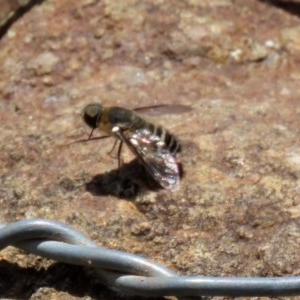 Villa sp. (genus) at O'Malley, ACT - 21 Nov 2020