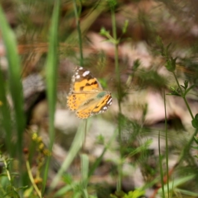 Vanessa kershawi (Australian Painted Lady) at O'Malley, ACT - 21 Nov 2020 by RodDeb