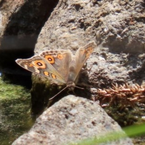 Junonia villida at O'Malley, ACT - 21 Nov 2020 02:50 AM