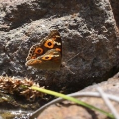 Junonia villida at O'Malley, ACT - 21 Nov 2020 02:50 AM