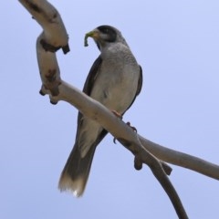 Manorina melanocephala (Noisy Miner) at O'Malley, ACT - 21 Nov 2020 by RodDeb