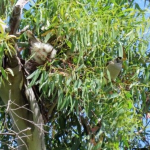 Manorina melanocephala at O'Malley, ACT - 21 Nov 2020