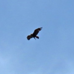 Aquila audax (Wedge-tailed Eagle) at Garran, ACT - 20 Nov 2020 by RodDeb