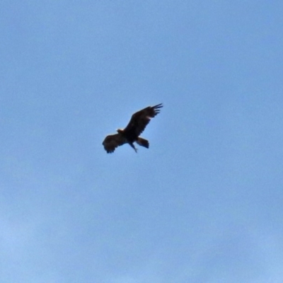 Aquila audax (Wedge-tailed Eagle) at Garran, ACT - 20 Nov 2020 by RodDeb