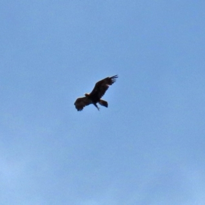 Aquila audax (Wedge-tailed Eagle) at Garran, ACT - 21 Nov 2020 by RodDeb