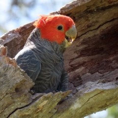 Callocephalon fimbriatum at O'Malley, ACT - suppressed