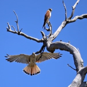 Falco cenchroides at O'Malley, ACT - 21 Nov 2020