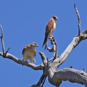 Falco cenchroides at O'Malley, ACT - 21 Nov 2020