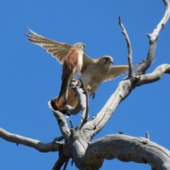 Falco cenchroides at O'Malley, ACT - 21 Nov 2020