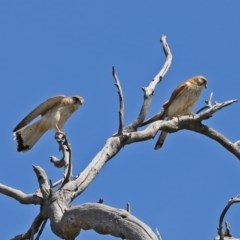 Falco cenchroides at O'Malley, ACT - 21 Nov 2020