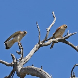 Falco cenchroides at O'Malley, ACT - 21 Nov 2020