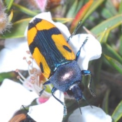 Castiarina skusei (A Jewel Beetle) at Tinderry, NSW - 21 Nov 2020 by Harrisi