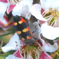 Castiarina sexplagiata (Jewel beetle) at Tinderry, NSW - 21 Nov 2020 by Harrisi