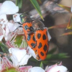 Castiarina octomaculata (A jewel beetle) at Tinderry, NSW - 20 Nov 2020 by Harrisi